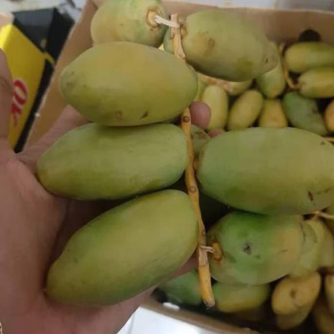 

Kualitas Terbaik Kurma Muda Promil Hijau Kemuning Fresh Mengkel Free Buah Zuriat Dan Te