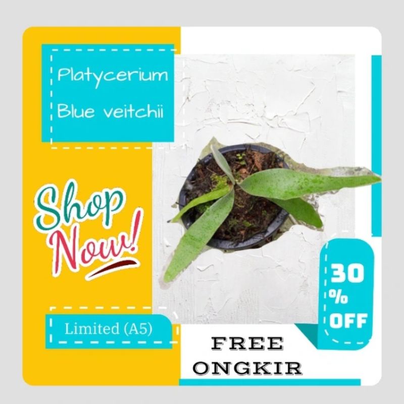 Platycerium Blue veitchii