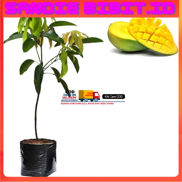 Bibit Mangga Arumanis