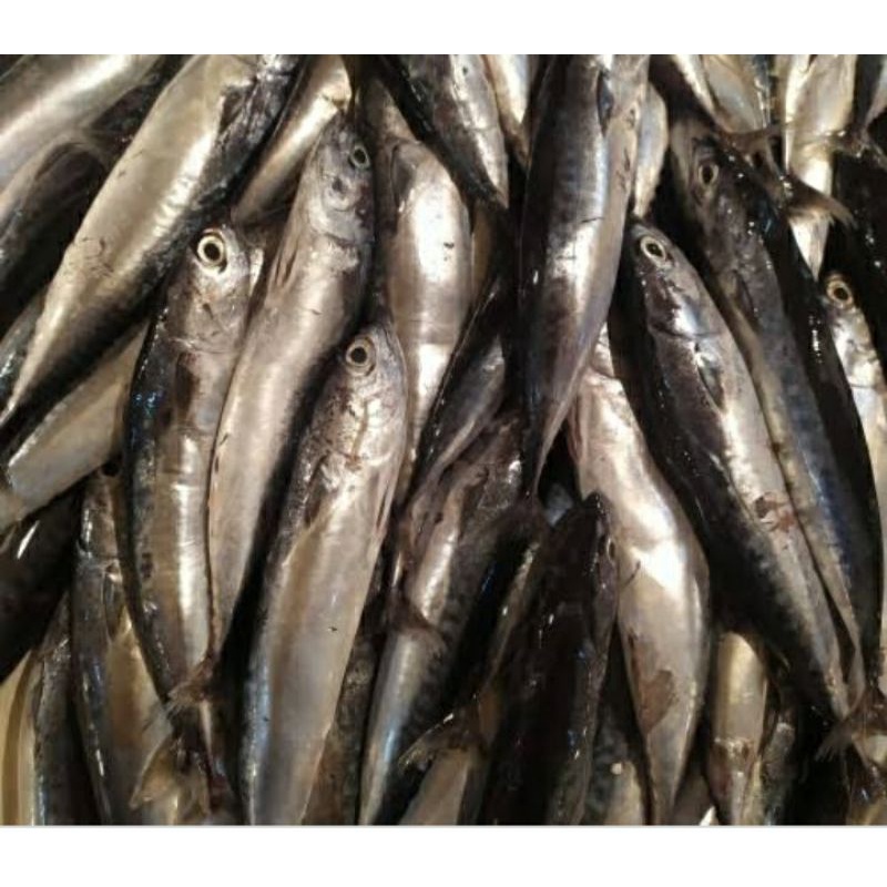 

ikan tongkol kecil/lisong