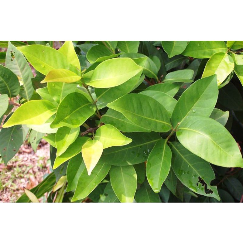 

Daun salam segar per 50 lembar