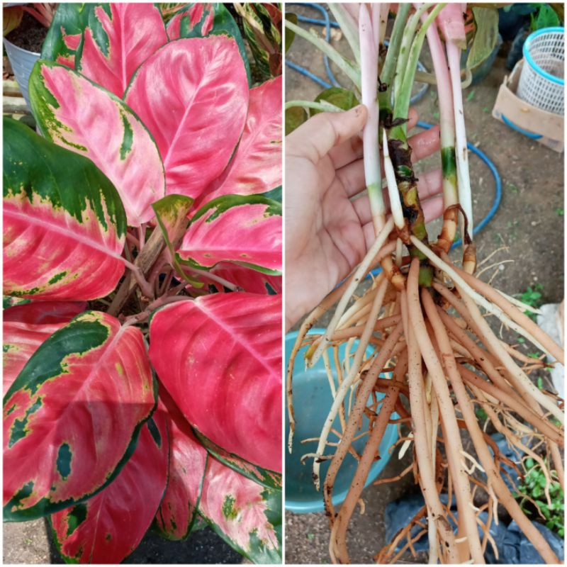 AGLONEMA RED KOCHIN JUMBO RIMBUN BAWA ANAK/AGLONEMA RED KOCHIN INDUKAN RIMBUN/RED KOCHIN MURAH