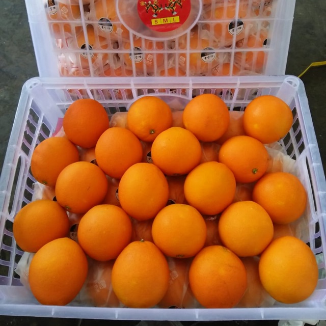 Jeruk Sunkist Navel RRC