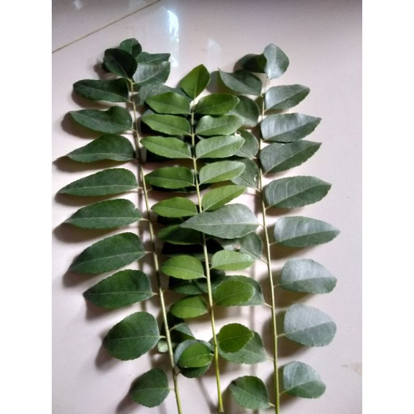 

Daun Kari/ Daun Teumurui 50 gr