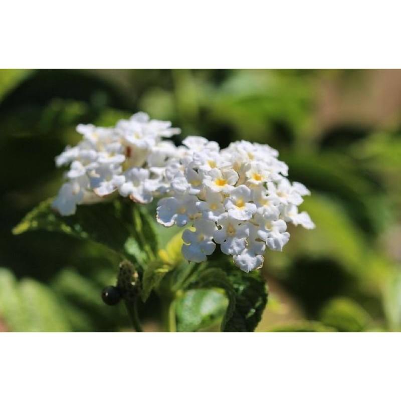 tanaman hias bunga lantana putih