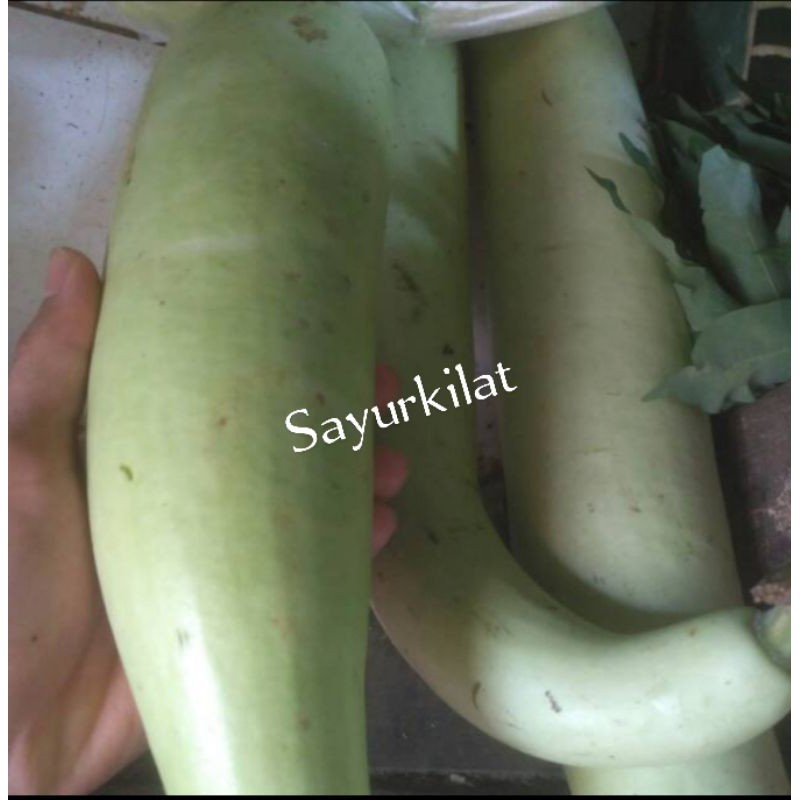 

Labu air sedang