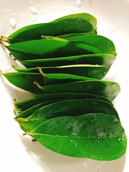 

DAUN SIRSAK TUA SEGAR ORGANIK KHUSUS UNTUK OBAT HERBAL KANKER AUTOIMUN