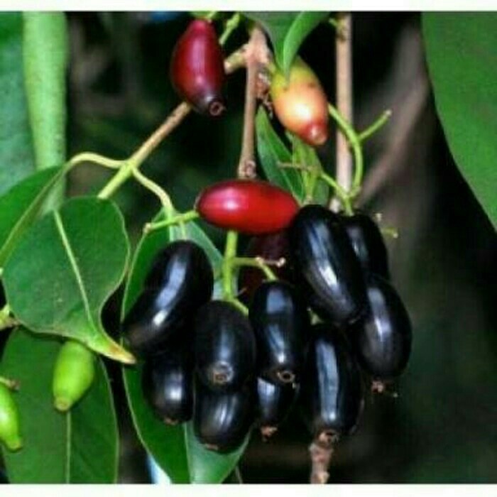 Bibit buah juwet atau jamblang hitam