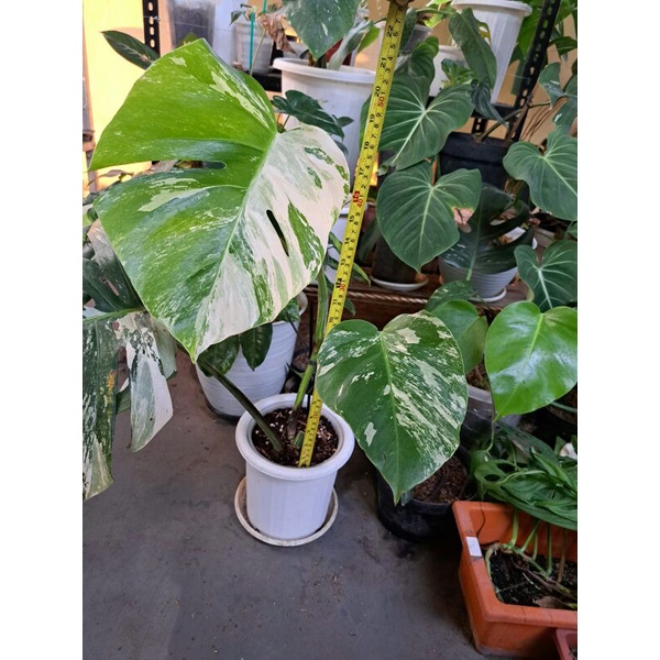 Jual Monstera Variegata Holland Daun Shopee Indonesia