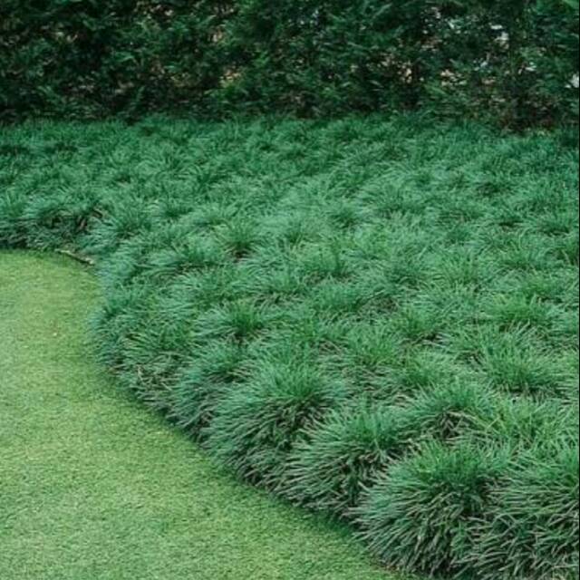 tanaman hias kucai mini-rumput kucai mini-kucai mini