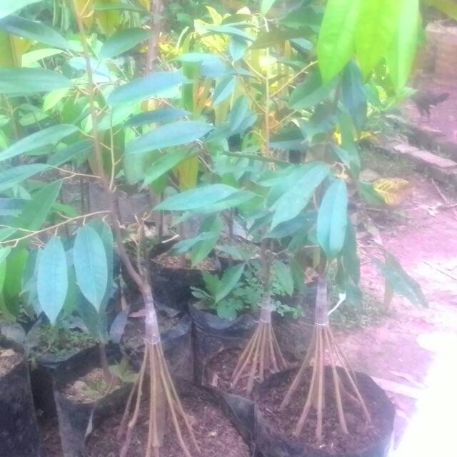Durian musang king kaki 5-7