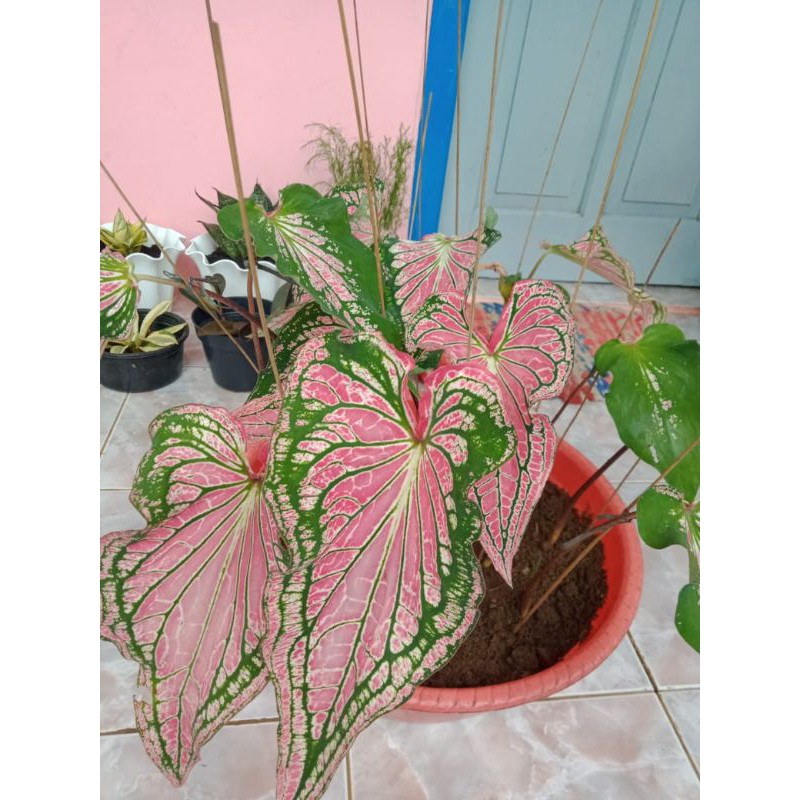 Tanaman hias keladi wayang/bunga hidup