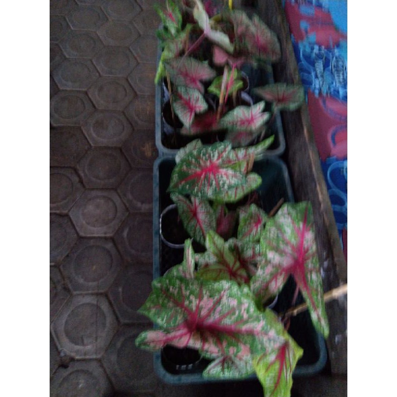 caladium red star