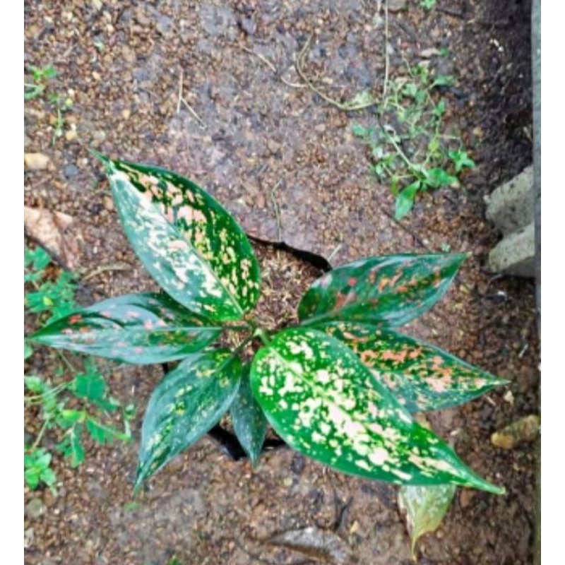 Aglonema ruby garuda lokal murah