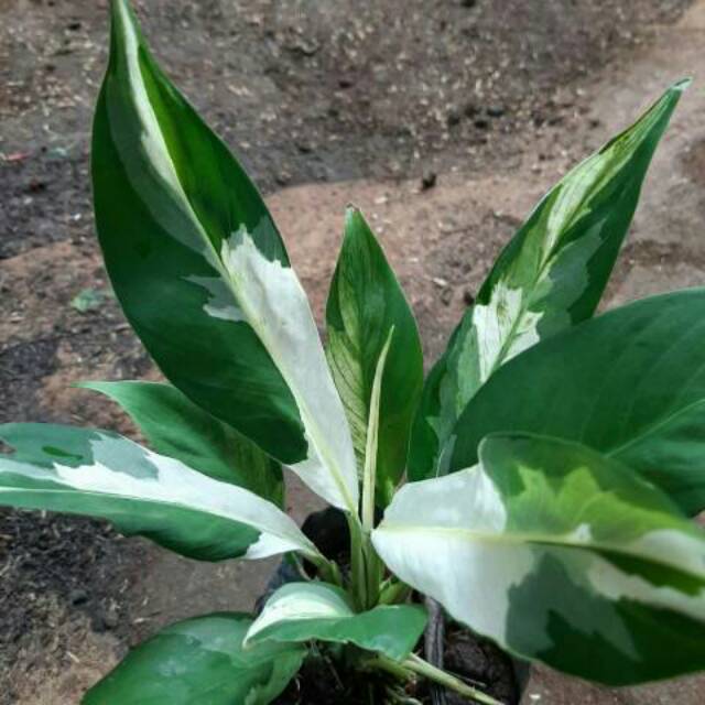 PEACE LILY VARIEGATA