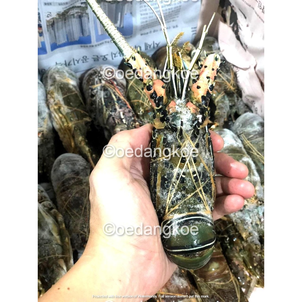 

Lobster TERMURAH FreshFrozen isi 6-10 per 1KG / 3-5 per 500 gram