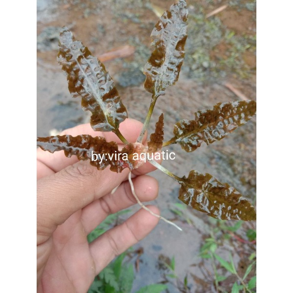 Cryptocoryne florida sunset tanaman aquascape