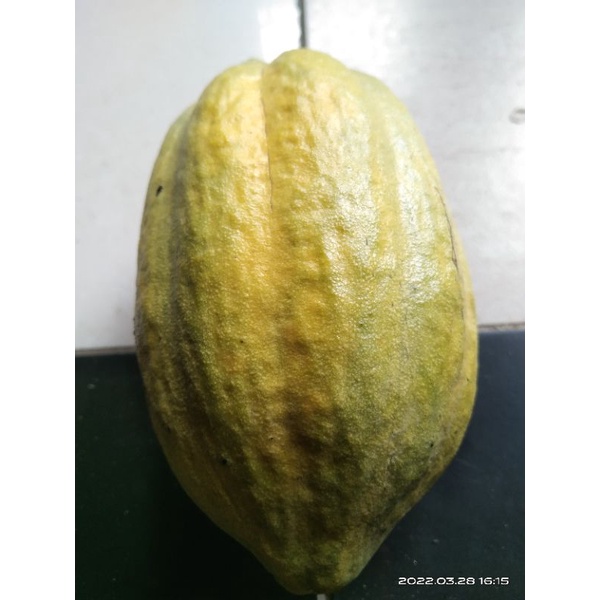 

Buah kakao | buah coklat matang segar (petik langsung dari pohon)