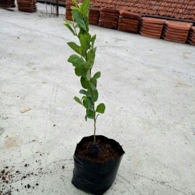 Tanaman Bidara Arab (buy 1 Get 1)