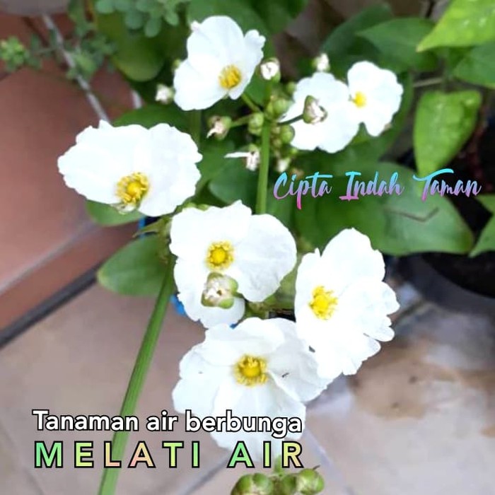 Tanaman melati air | tanaman air bunga melati air