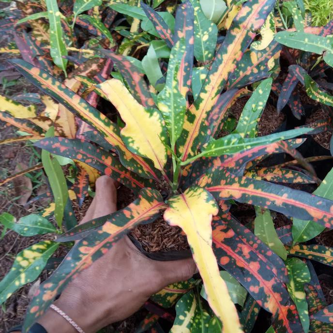 Tanaman Hias Puring Lele - Puring Lele