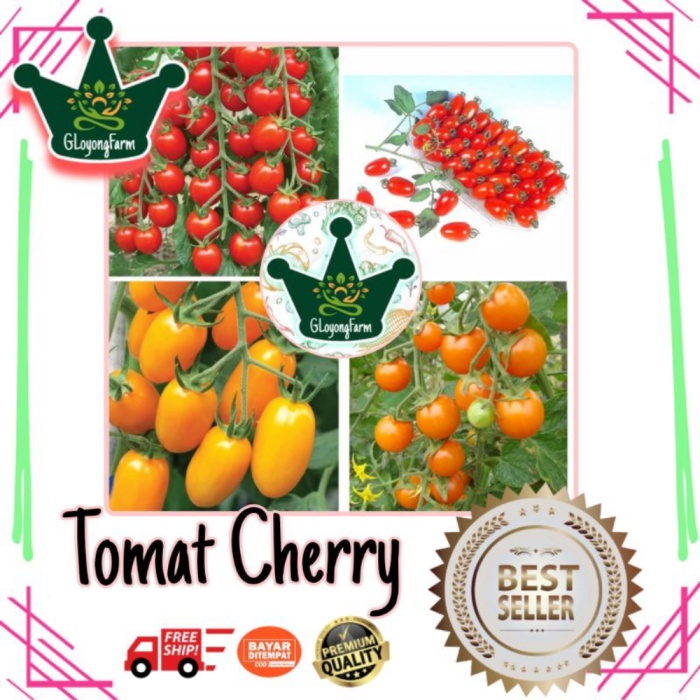Benih Sayuran Tomat Cherry - Bibit Sayuran