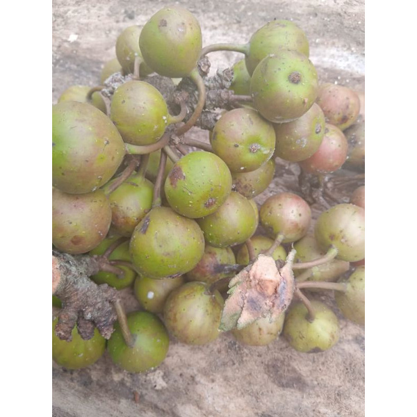 

buah kondang segar promo 500 gram