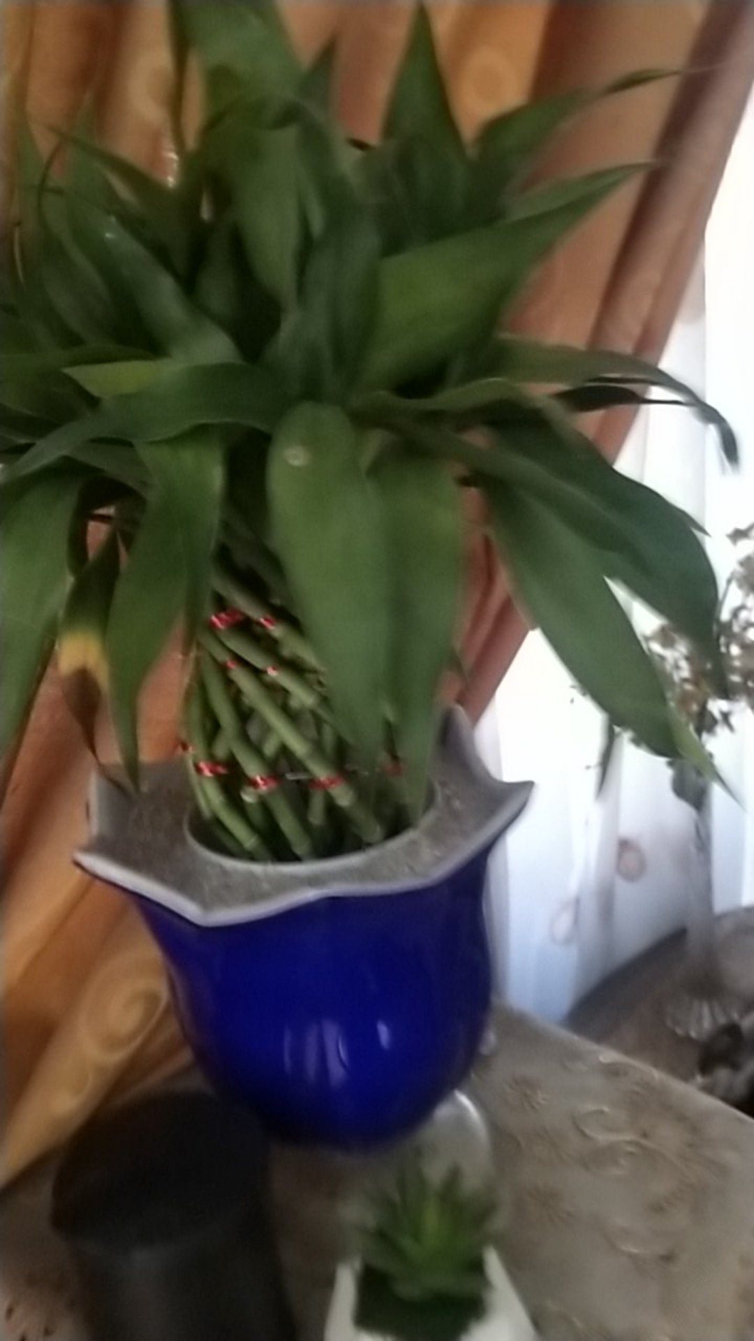 Media Tanam Hydrogel Pengganti Tanah Dan Cantik Untuk Indoor