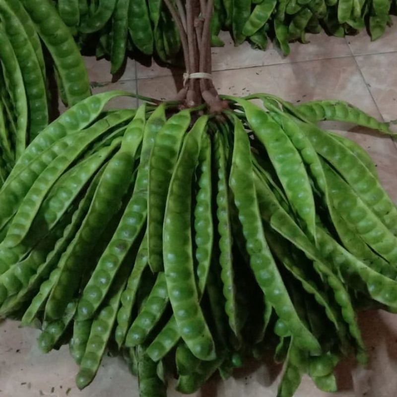 

pete tua super murah