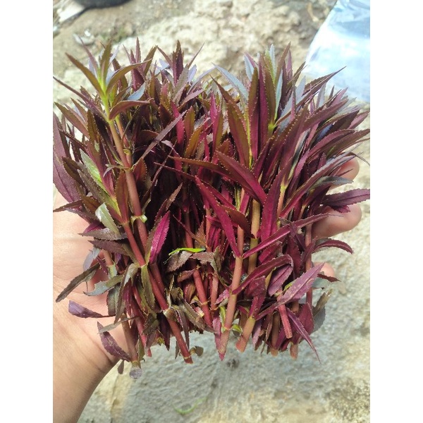 aromatica tanaman aquascape