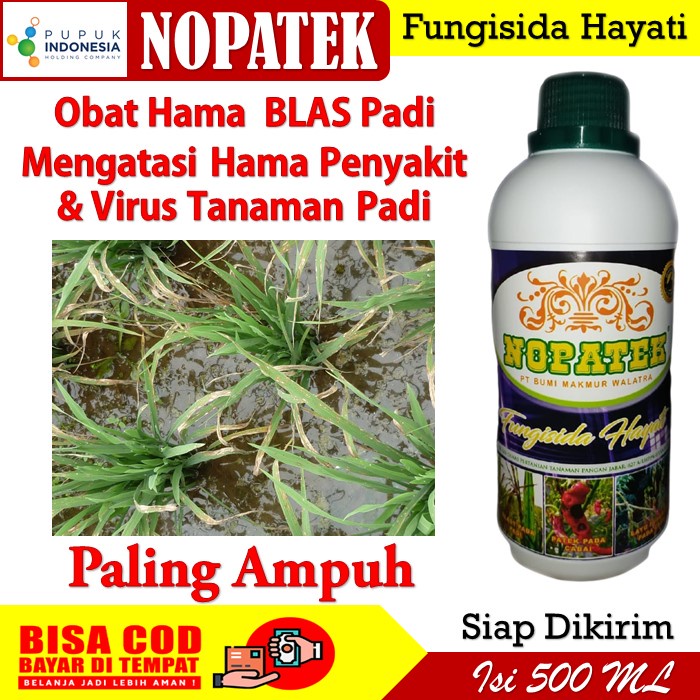 Nopatek Obat Hama Blas Padi Paling Ampuh - Obat Blas Padi Nopatek - Nopatek Obat Semprot Hama Blas P