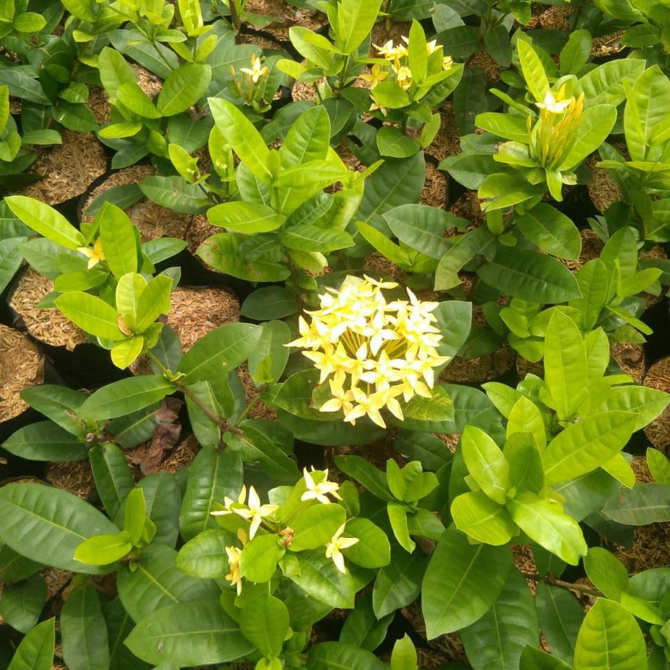 tanaman hias asoka bunga kuning-soka bunga kuning-soka-asoka