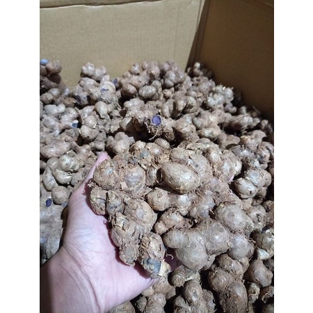 bibit Kunyit Hitam Asli 500Gram