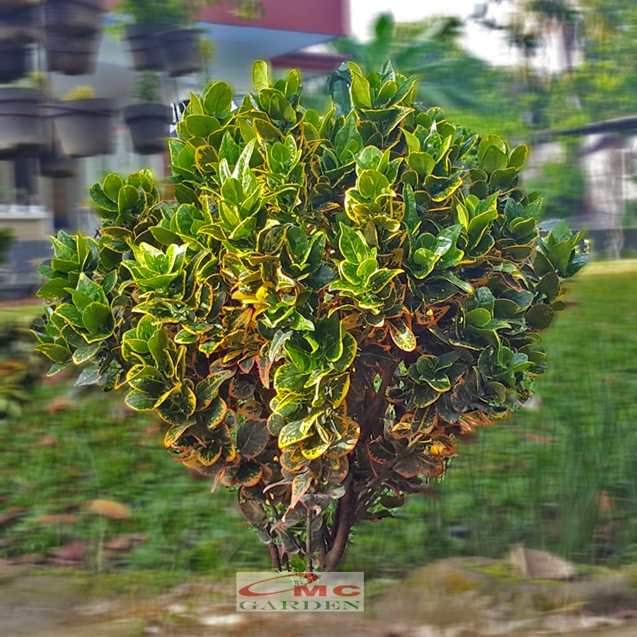 Tanaman Hias Pohon Bonsai Mame Puring Croton Emping Jengkol Coin Mawar B-PR-EMPING-005