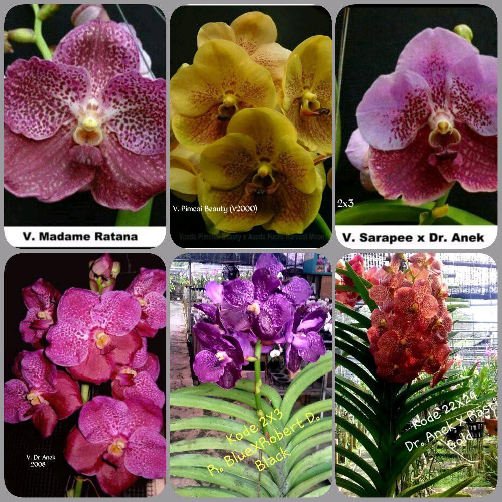 Bibit Anggrek Vanda Dalam Botol