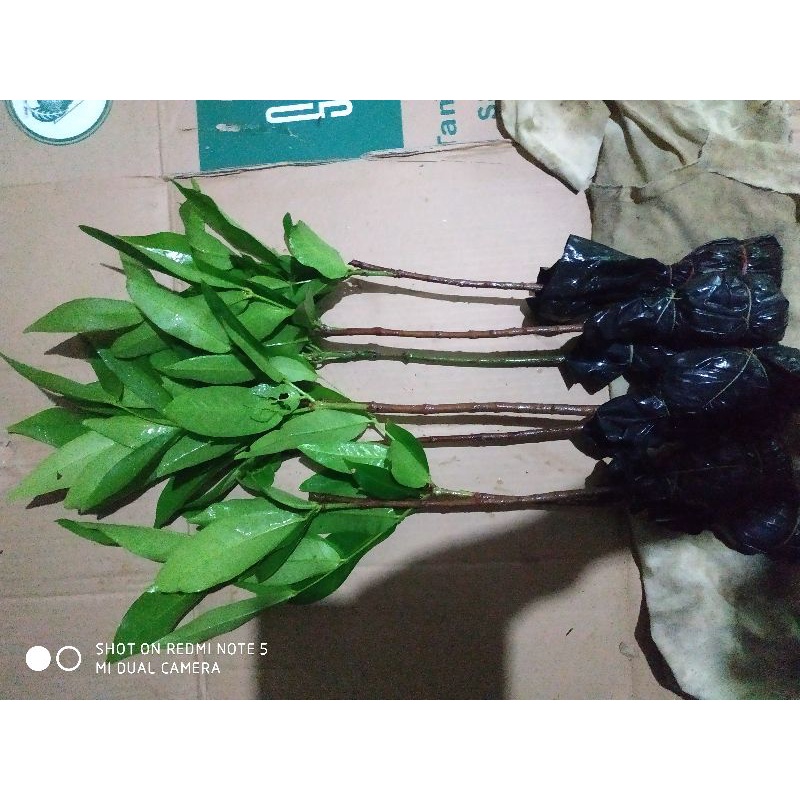 Bibit jambu air king rose hasil okulasi