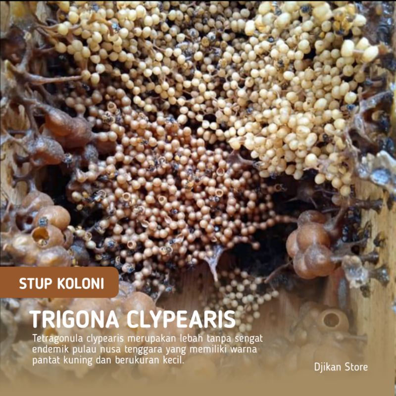 BIBIT LEBAH TRIGONA CLYPEARIS / KLANCENG CLYPEARIS / TETRAGONULA CLYPEARIS / LEBAH TRIGONA ENDEMIK P