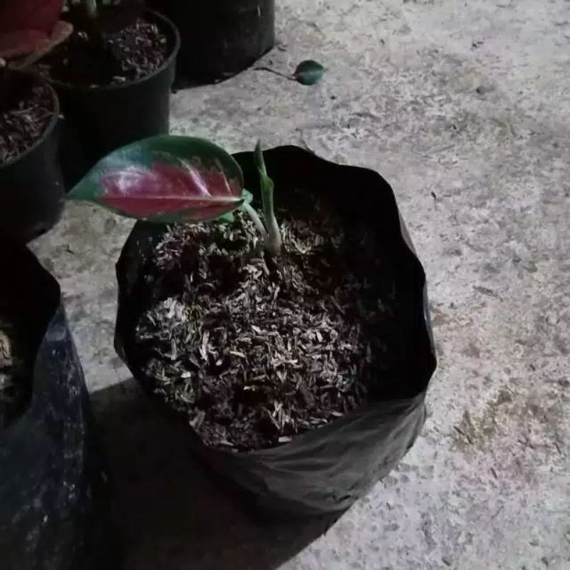 Aglonema suksom baby - red suksom