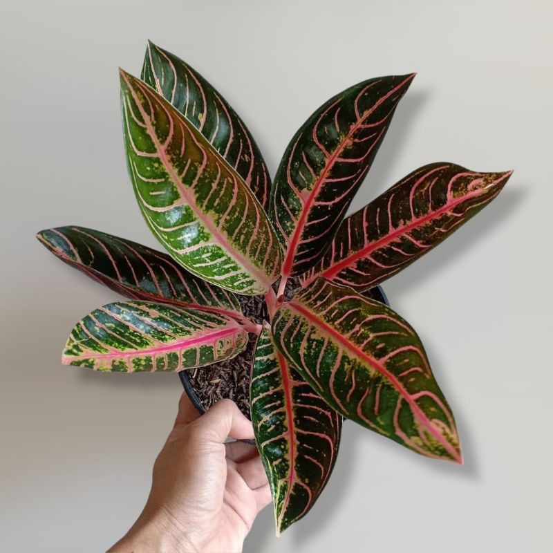 Pride Of Sumatra Tanaman Hias Aglaonema Redsum Red Sumatra Aglonema Murah