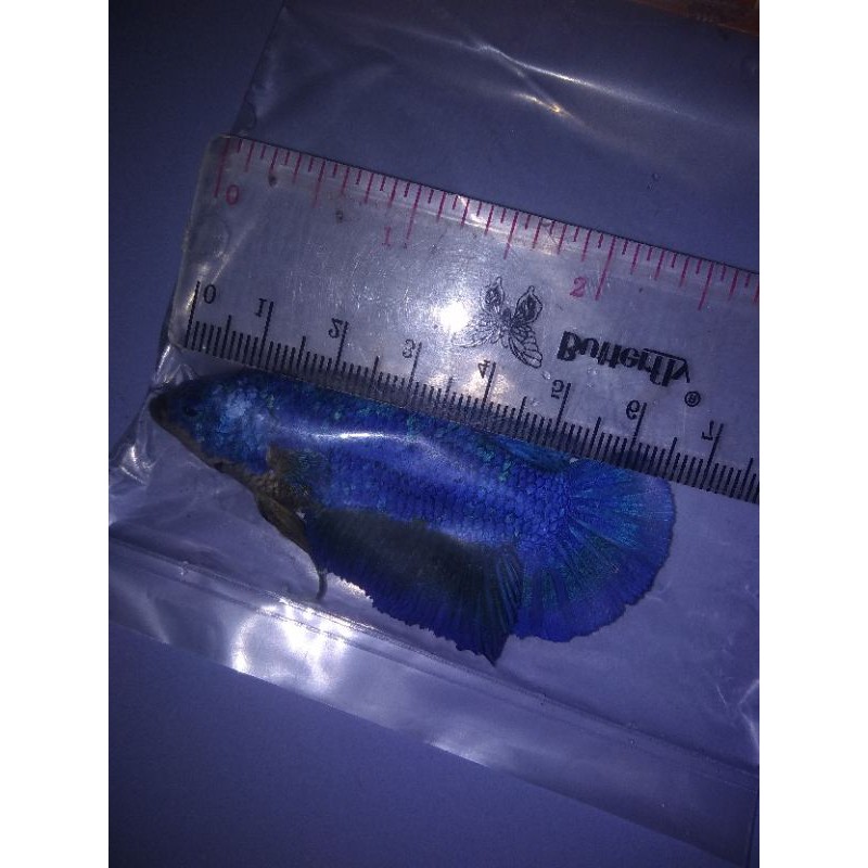 Ikan Cupang Giant Blue BO 5,5cm