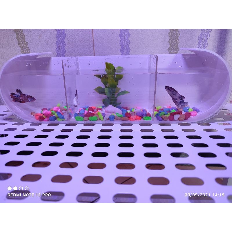 [termurah] akuarium / aquarium 3 kamar (bisa di lepas) mini unik dan lucu untuk ikan hias kecil cupa