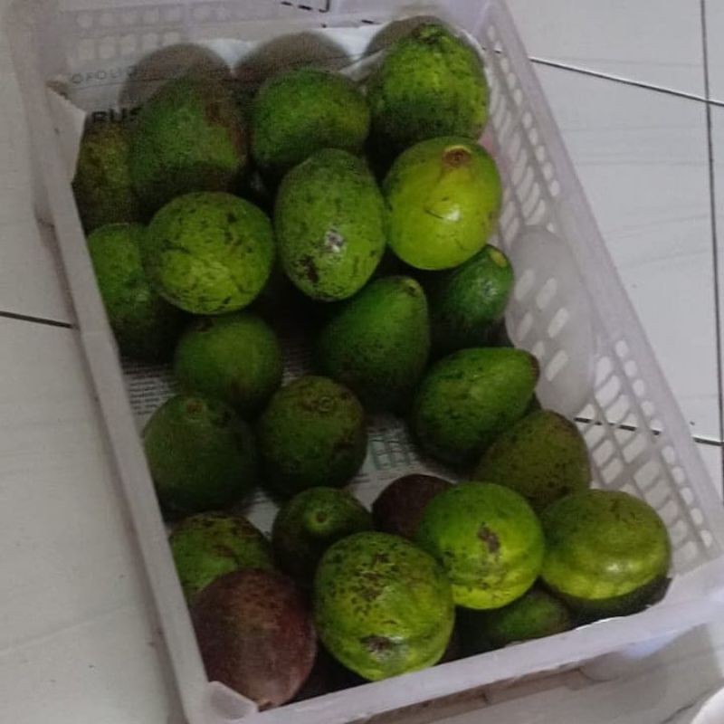 

Alpukat mentega