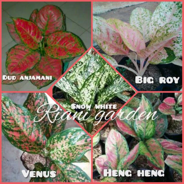 bibit BUNGA AGLONEMA PAKET 5 JENIS TERCANTIK ANAKAN DAUN 1_2