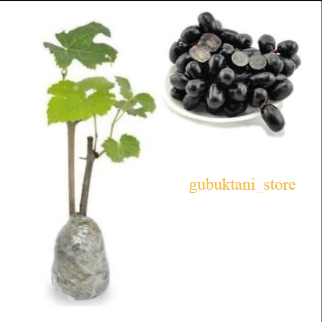 Murah Bibit Anggur Hitam Tanpa Biji Super Manis Bisa Cod