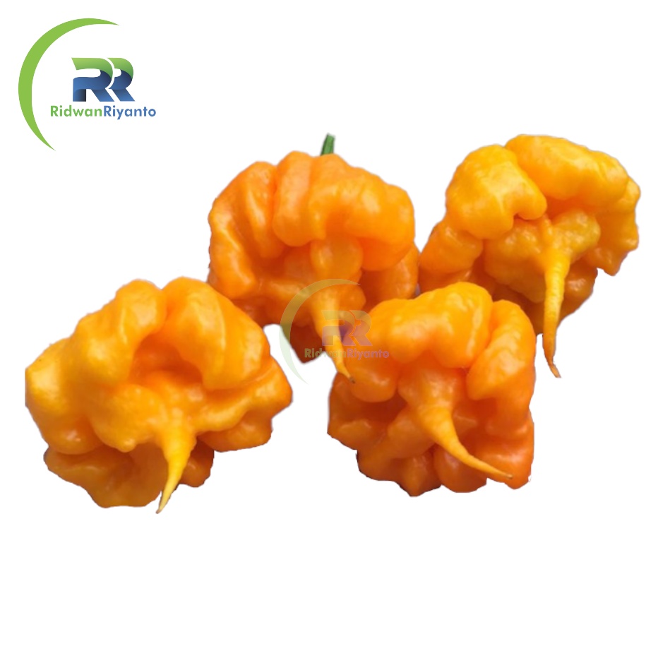 BIJI Benih Cabai CAROLINA REAPER Yellow Cabe Terpedas Nomor 1 di Dunia Versi Guinness World Record