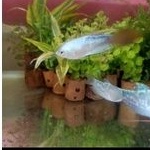 ikan Hias sepat biru batik Aquascape