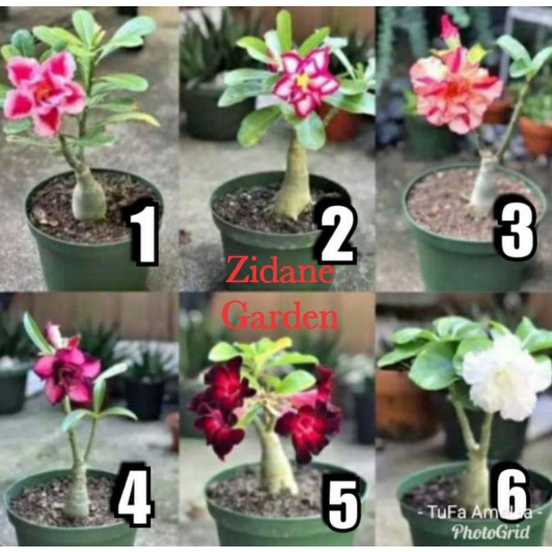 PAKET 6 KAMBOJA ADENIUM