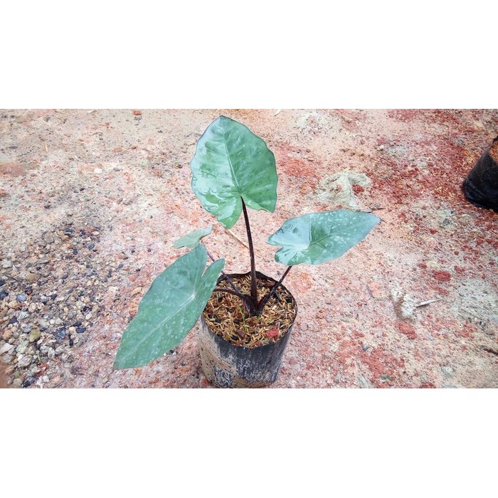 tanaman hias sente hitam/sente wulung/tales hitam