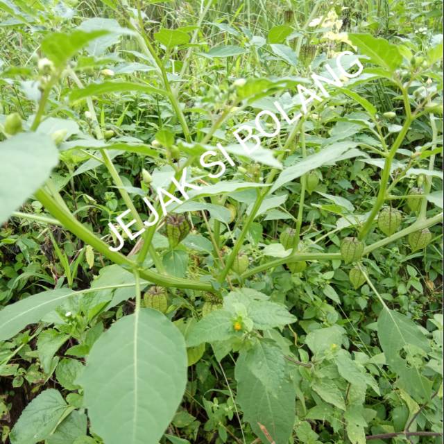 

DAUN CIPLUKAN SEGAR MURAH DAUN CECENDET PER 500 GRM