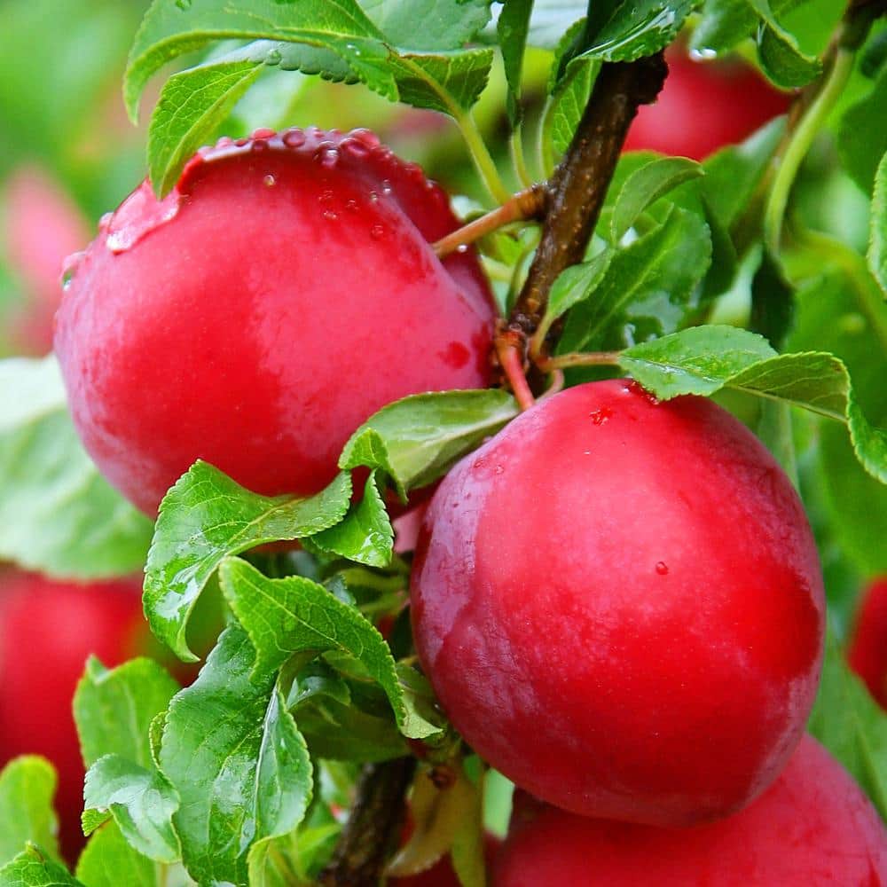 Benih Bibit Biji - Buah Plum Ceri Merah / Prem Ceri / Red Cherry Plum Fruit Tree Seeds - IMPORT